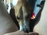 [ Pet XXX ] Dog rug munch time